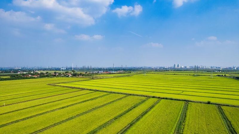 家庭农场与合作社的申请之路：条件揭秘与关键要点