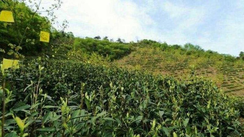 农民专业合作社注销股东会决议：流程与要点解析